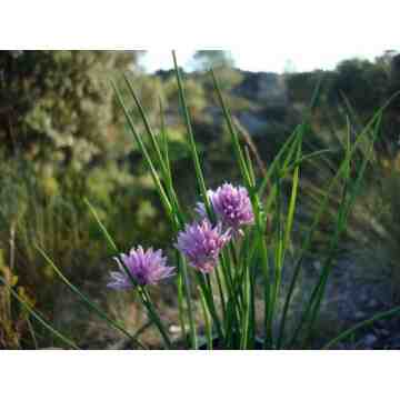 Ciboulette (Allium schoenoprasum)