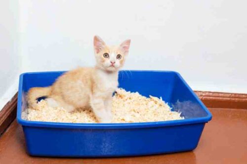 When to put a litter box for a kitten?