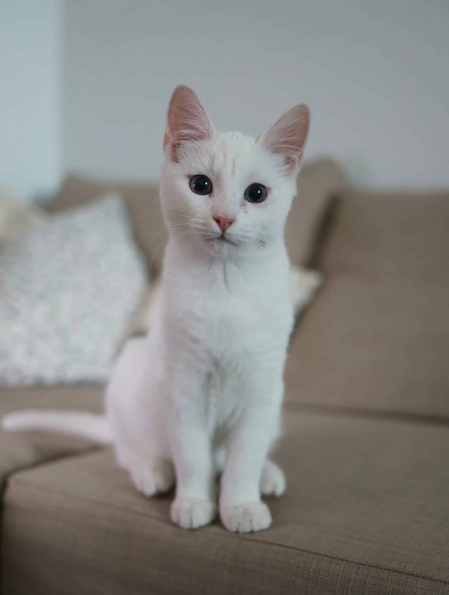 Optimisez la place de la litière du chat en appartement grâce au Feng Shui