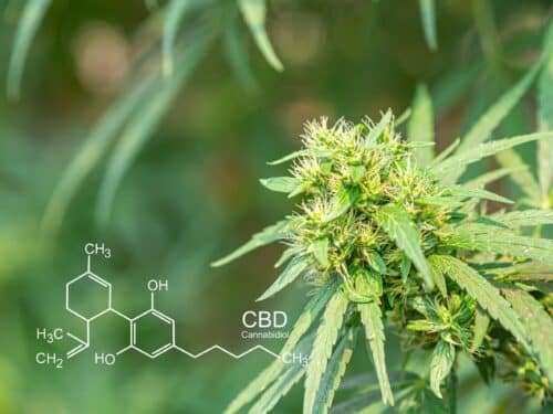 What is the potential impact of H4CBD hydrogenated cannabinoids on mental health?